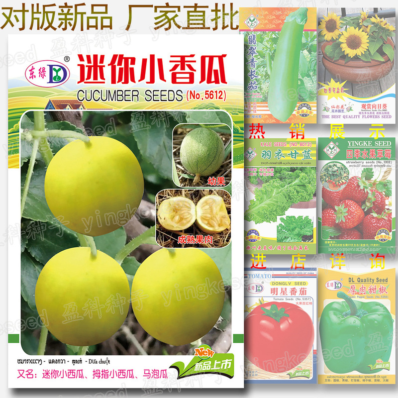 Mini Cantaloupe Seeds Pocket Cantaloupe Seeds Also Known as Thumb Watermelon Mini Watermelon Horse Bubble Melon