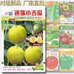 迷你小香瓜种子 袖珍小香瓜种籽 又名拇指小西瓜迷你小西瓜马泡瓜