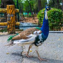 �߲��{��ȸ����w��ĸһ��������ë�u��B��������ܾ��^�p�B�N��