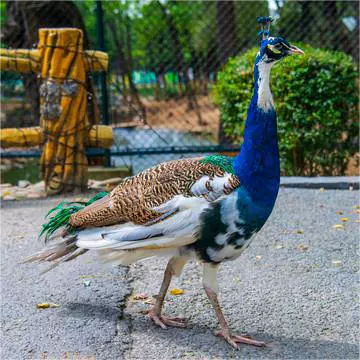 七彩蓝孔雀苗活体公母一对活物羽毛鸡饲养幼苗孵化受精观赏鸟种蛋