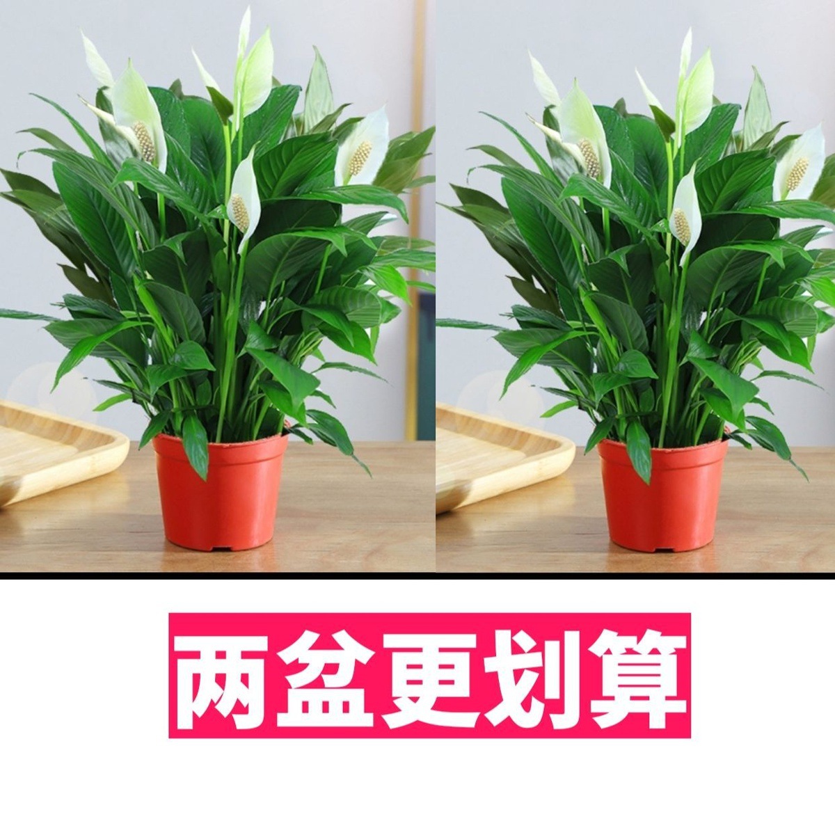 [1개 구매시 1개 증정] 흰야자 + 오리지널 흙