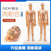 �������jѨλᘾ�С��ģ52cm���Ѩλģ�����tѨλ��Ů���w����ģ