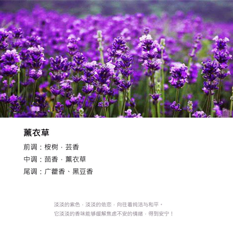 薰衣草.jpg