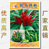 Spring and summer Season One -dollar Easy Seed Vegetable Seed Manufacturer Direct Sales Four Seasons Good Word of Mouth Word Seeds wholesale