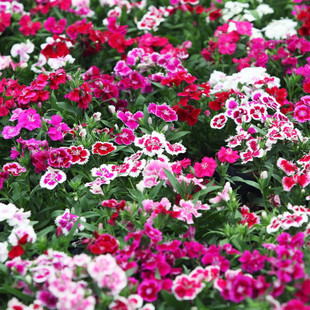 ���ʯ�񻨷N�����ļ����N���_����������ͥԺ�����^�p���ܚWʯ��