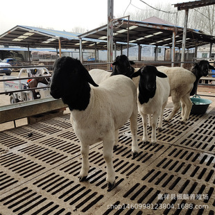 ���^�ź��s��С���r��  �ź��s���d����� ɽ�|�B���