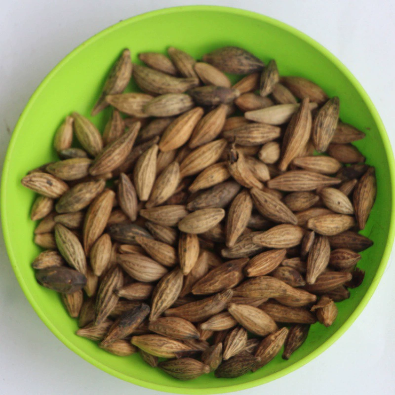 Недавно собранные Оптовые семена лесных деревьев Семена османтуса семена османтуса гарантия качества Высокая всхожесть в горшках