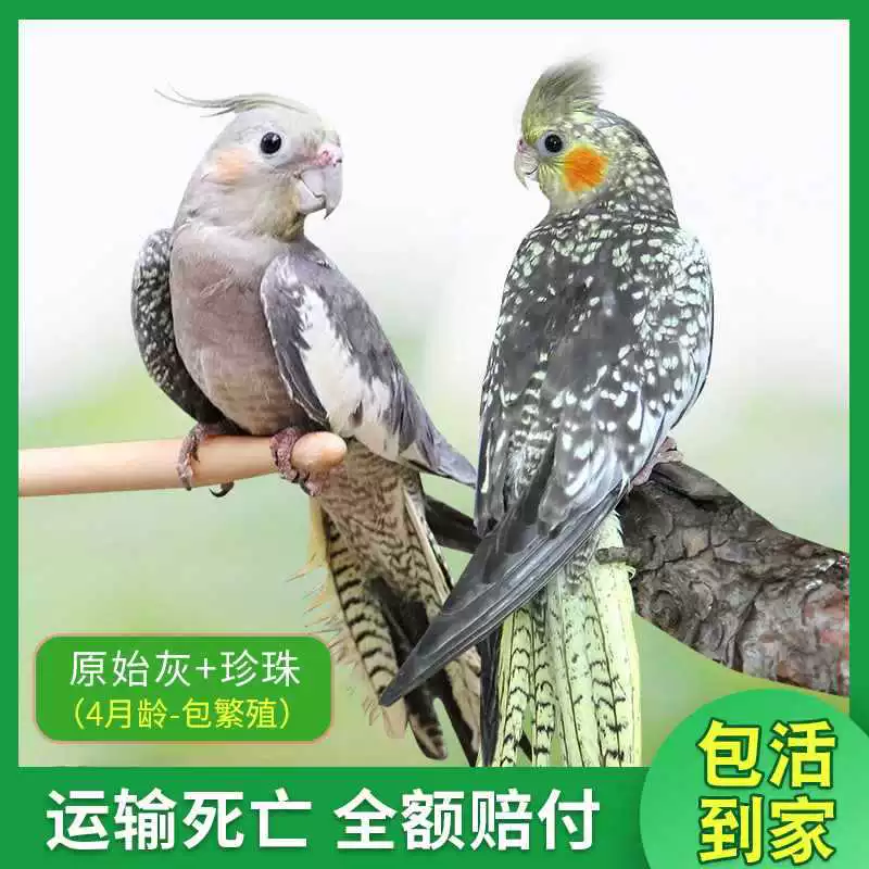Попугай Xuanfeng для содержания и тренировок, обучение речи, домашний питомец, пара птиц может содержаться вместе
