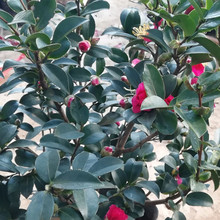 ��÷��ͥԺ�Gֲ�������Բ�÷�����÷���Բ軨����