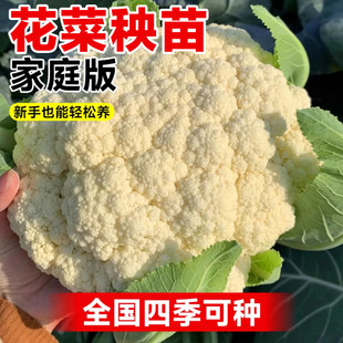 ���|�׻������翹������ �ﶬ�ļ��ɷN�r�������F؛����