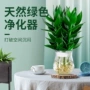 水培盆栽植物绿植转运竹