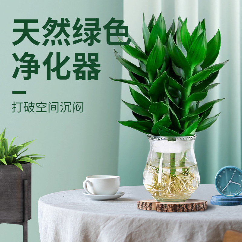 Guanyin Bamboo, Rich Bamboo, Hydroponic Plants with Roots, Florals and Green Plants, Pothos Indoor Potted Plants, Transfer Bamboo with Vase, Easy to Maintain