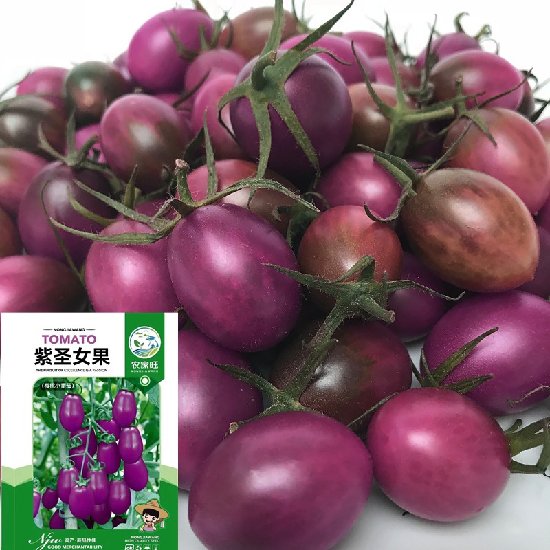 紫圣女番茄种子红圣女果 樱桃小西红柿 蔬果菜种子茄果籽