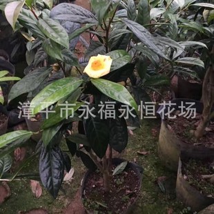 �޽�60-80���ָ�  1.5-2�������Ҵ�  ���Ǹ۽𻨲�  ���ǽ𻨲�