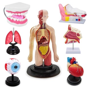 ��ͯ��̿�ǻ�o�����X�������K��ģ���J֪��߿ɲ�ж