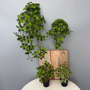 �S�ҬF؛���l����ֲ��d���~ 3D��ӡ���ԾGֲ �Ҿ��҃��⻨ˇ�b�