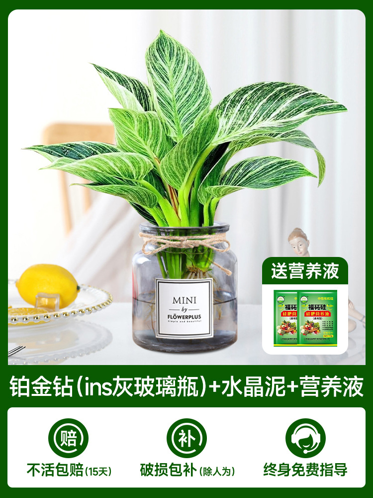 수경 백금 다이아몬드 [회색 유리병 내] + 무료 크리스탈 머드 + 무료 영양액