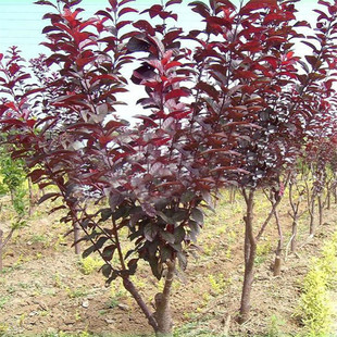 Purple-Leafed Plum Saplings, Engineering Greening Seedlings, Landscape Trees, Courtyard Ground Plants, Shrubs Planted in the North and South, Red-Leafed Plums