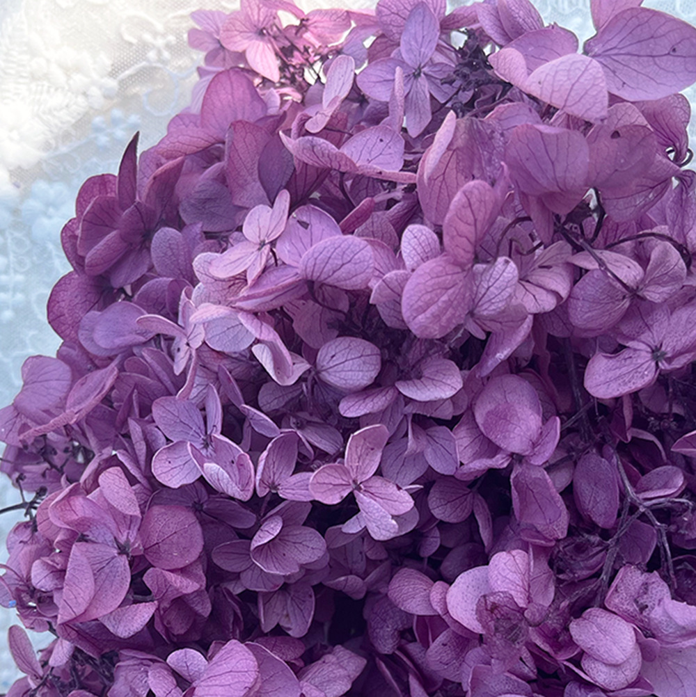 Hortensia de madera púrpura oscuro-20 g/caja