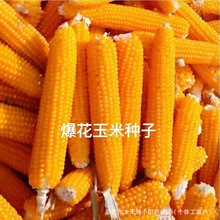爆花玉米种子专用球形高产抗病早熟爆裂玉米种子春季庭院大田种植