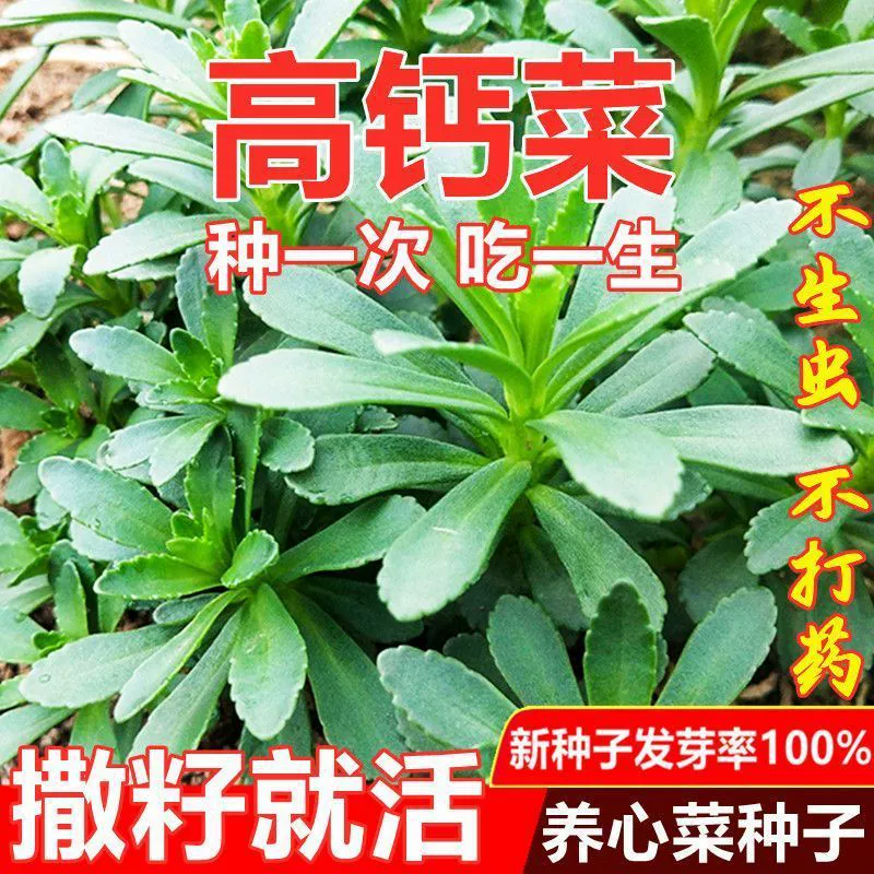 Питательные для сердца овощные семена на все времена года, сердечные овощные семена, овощные семена с высоким содержанием кальция для сада во дворе, овощные семена седума и панакса неогинсена.