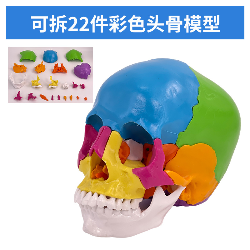 ��ɫͷ��ɫ�Է��� ��ѧ����1:1����­�Խ���ģ�͸���׵���Զ���