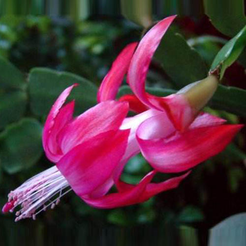 Planta en maceta de orquídea de garra de cangrejo dorado con capullo de flor con maceta, injerto multicolor, pétalos dobles, nuevas flores en todas las estaciones, plantas verdes