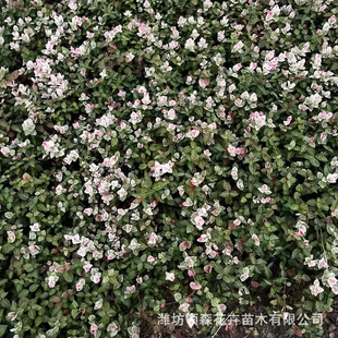 Huayeluoshi High-Quality Florals and Plants Qingzhou Wholesale Cold-Resistant Perennial Garden Park Ornamental Florals Large Quantity Discount