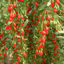 枸杞苗树盆栽地栽南北方四季种植当年结果枸杞食用宁夏黑红枸杞苗