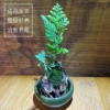 Shishengjue (tea cup style)