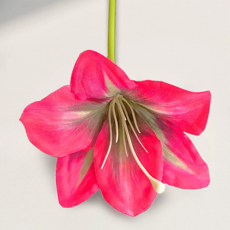 핑크색 단일 가지 Hemerocallis