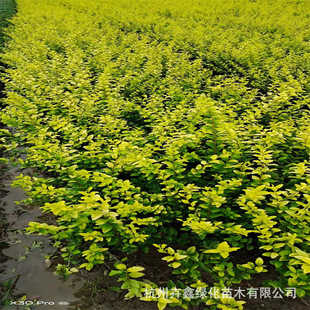 [Base Large Wholesale] Golden Leaf Privet Hair Ball / Large Cup / Small Cup / Color Block / Phnom Penh Privet Complete Specifications