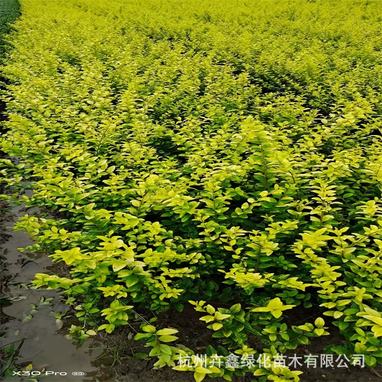 [Базовая оптовая продажа] меховой шарик с приветом сусального золота/большая чашка/маленькая чашка/цветной блок/спецификации привета в Пномпень