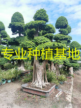 3.5米高度 四川小叶榕桩头 贵州造型小叶榕批发  重庆小叶榕树桩