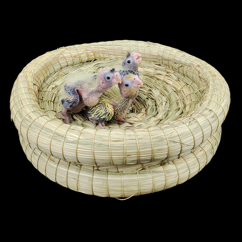 Птичье гнездо попугая гнездо гнездо гнездо гнездо гнездо опилки птичье гнездо подстилка