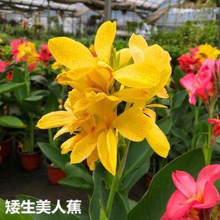 ���l ˮ��ֲ�����˽��N�� ���˽������ �Sɫ�tɫ��