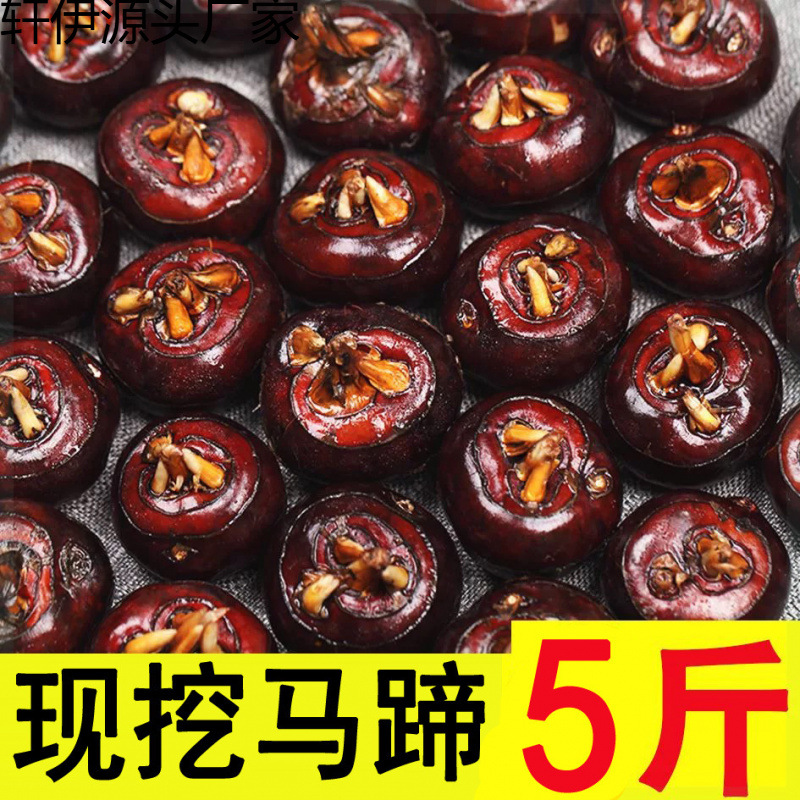 新鲜马蹄5斤荸荠应当季水果蔬菜现挖马蹄莲脆地栗梨饽荠中果
