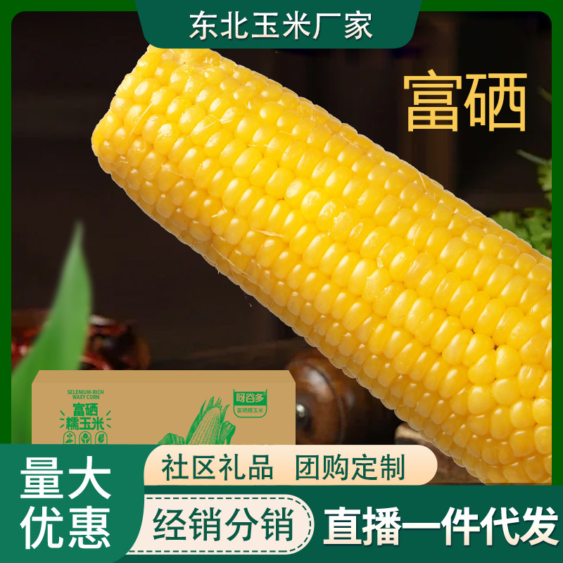 香甜软糯白糯玉米产品展示图