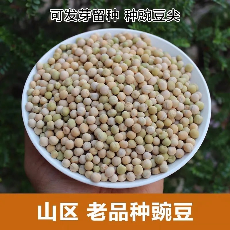 Ailao Mountain Old Variety Green Peas, 1kg of Young Seedlings, Seeds Suitable for Planting in Vegetable Gardens and Growing Sprouts on Balconies Ailao Mountain Old Variety Green Peas, 1kg of Young Seedlings, Seeds Suitable for Planting in Vegetable Gardens and Growing Sprouts on Balconies
