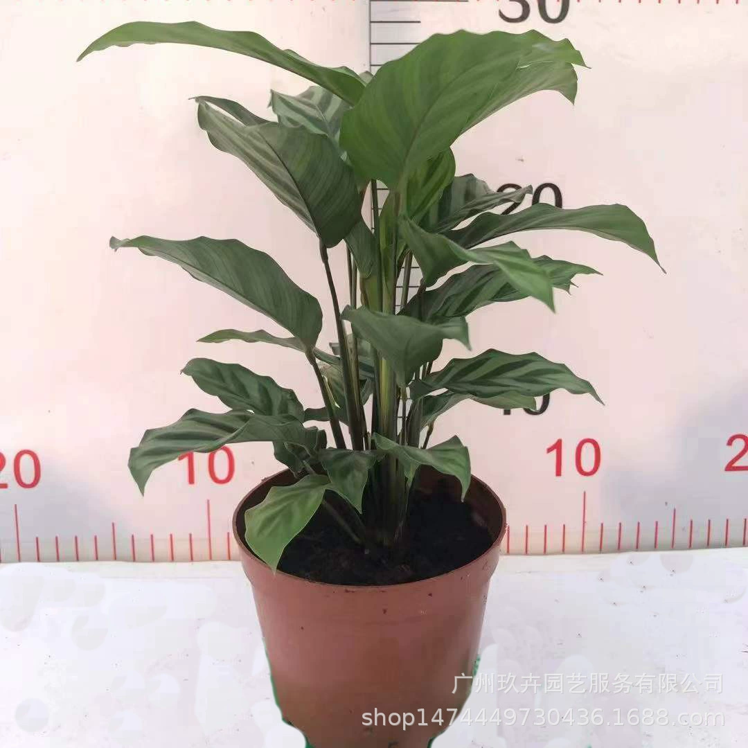 Зеленый лист арроут лист растение в горшке гостиная балкон офис Рабочий стол горшок сад зеленые растения