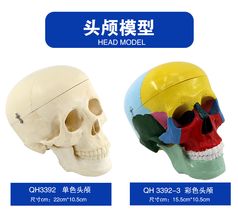 头颅模型_02.jpg
