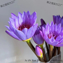 10֦��ɫ˯ɏ�r��ˮ�B�廨������ͥ�͏d�҃ȏV���r������ֱ�l���l