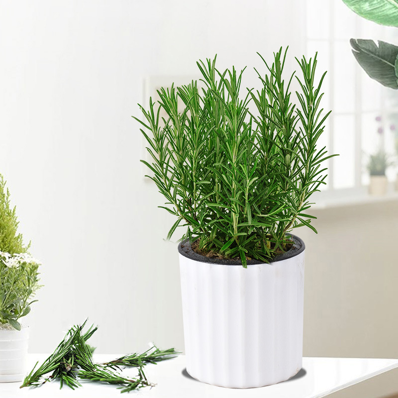 로즈마리 중간 모종 1포트(세로무늬 흡수성 냄비) + 영양액