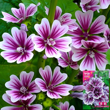 锦葵花种子四季阳台庭院耐寒花籽越冬荆葵金钱紫花葵花籽种植盆栽