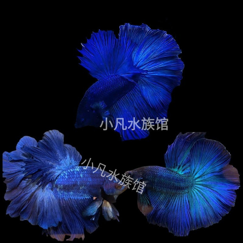 顺丰泰国斗鱼仙女款纯白半月超美网红小型淡水热带冷水观赏鱼好养|undefined