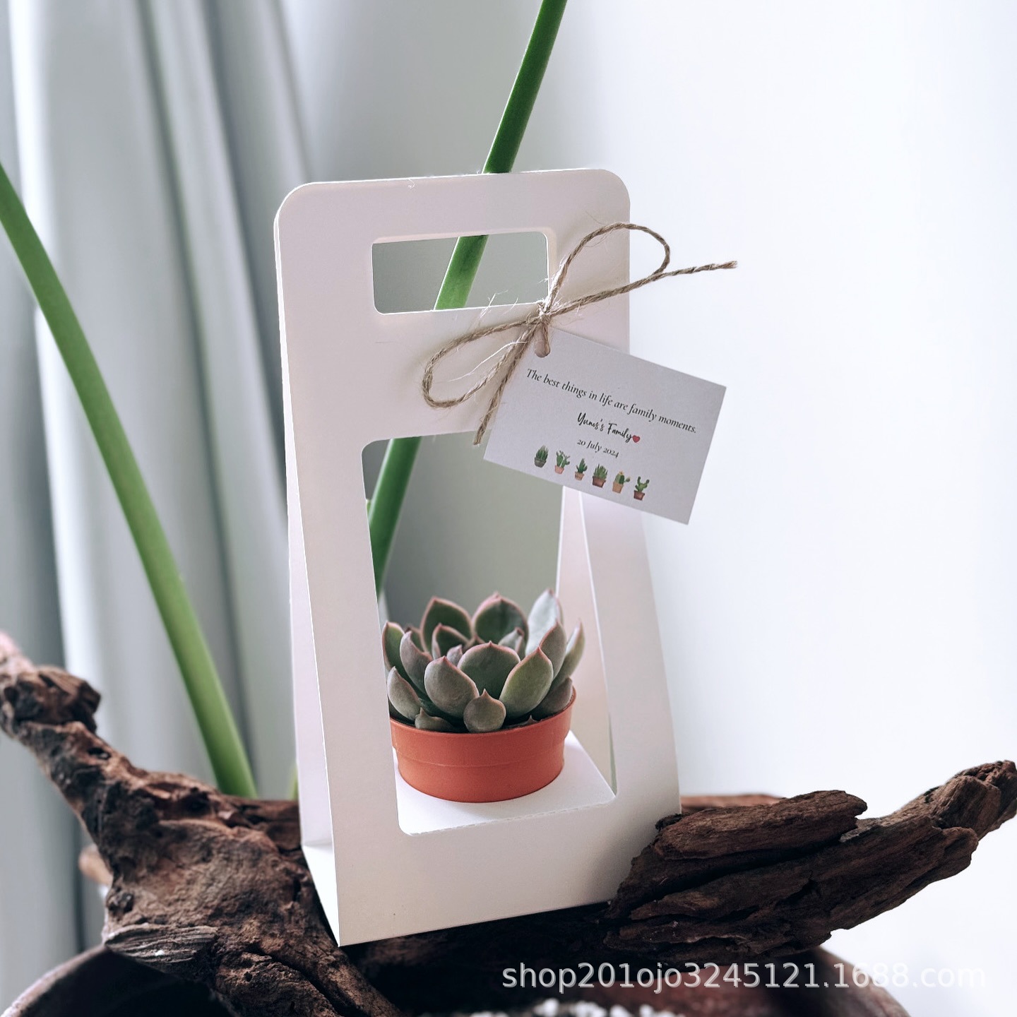 小小盆栽无挡板 (4).jpg