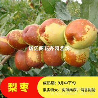 大梨枣树苗南方北方枣子特大果超甜枣子大树盆栽嫁接矮化当年结果