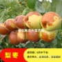 北方南方嫁接特大枣树苗