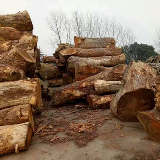 大径南美胡桃 琥珀木木料 雨木木料 核桃木生态艺术大板琥珀木