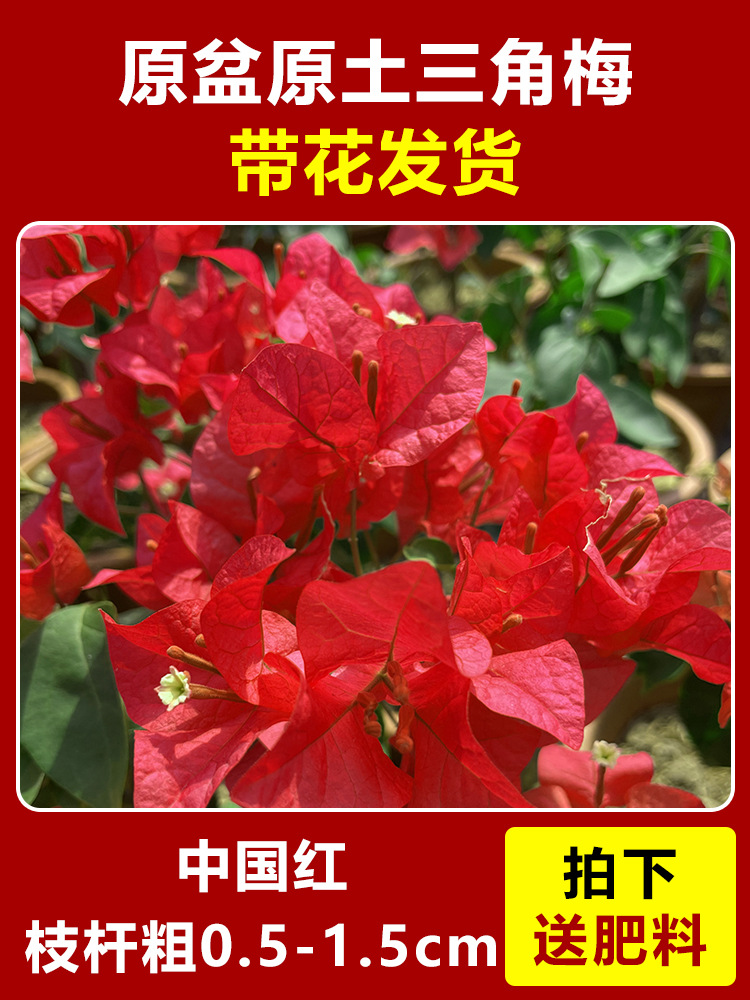 중국 붉은 큰 모종 약 45-50cm [사계절 꽃이 핀다] (꽃이 담긴 원래 화분과 함께 배송)